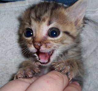 Cutest kitten pic 01