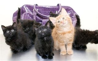 Click on the image to see another cute kitten photo