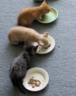 Click on the image to see another cute kitten photo