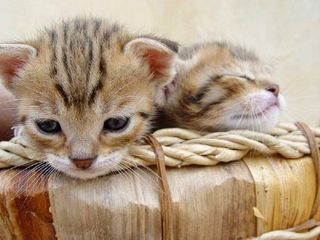 Cutest kitten pic 02