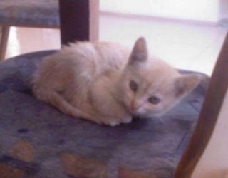 Cutest kitten pic 02