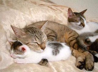 Cutest kitten pic 02