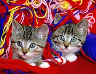 Click on the image to see another cute kitten photo