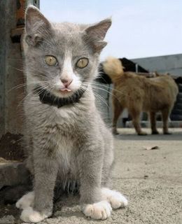 Cutest kitten pic 02