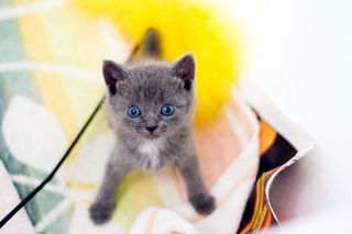 Cutest kitten pic 01