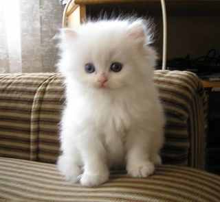 Cutest kitten pic 01