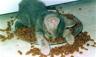 Cutest kitten pic 02