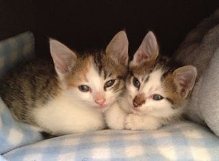 Cutest kitten pic 01
