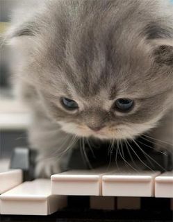 Cutest kitten pic 01