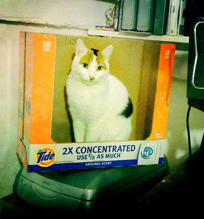 Cutest kitten pic 02
