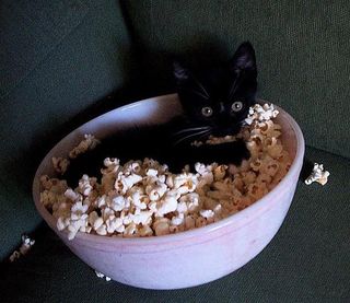 Click on the image to see another cute kitten photo