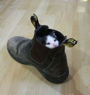 Cutest kitten pic 01