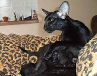 Cutest kitten pic 01