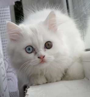 Click on the image to see another cute kitten photo