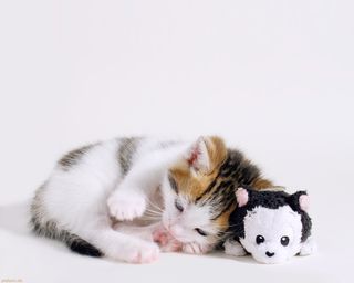 Cutest kitten pic 01
