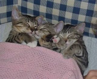 Click on the image to see another cute kitten photo