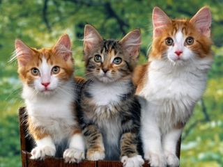 Cutest kitten pic 02