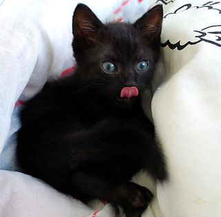 Cutest kitten pic 02