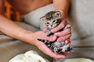 Click on the image to see another cute kitten photo