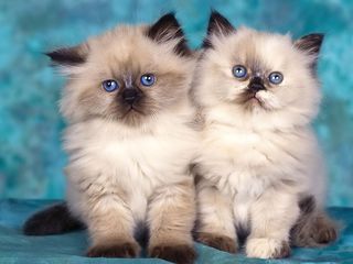 Cutest kitten pic 01