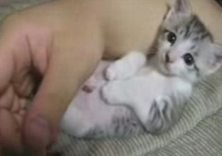 Cutest kitten pic 01