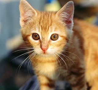 Cutest kitten pic 01