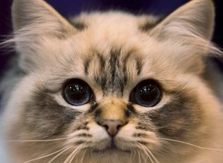Cutest kitten pic 02