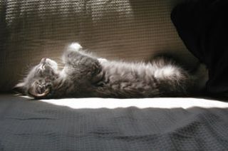 Cutest kitten pic 02