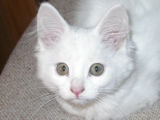 Cutest kitten pic 01