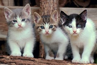 Cutest kitten pic 01