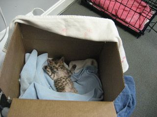 Cutest kitten pic 02