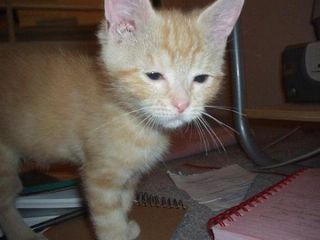 Cutest kitten pic 02