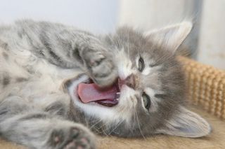 Cutest kitten pic 01