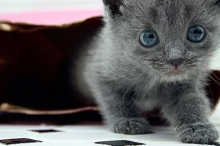 Cutest kitten pic 02