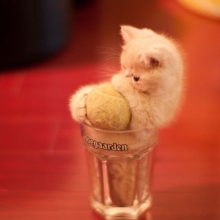 Cutest kitten pic 02