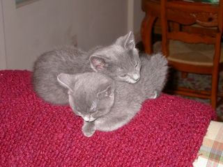 Cutest kitten pic 01