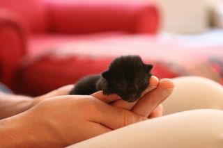 Cutest kitten pic 02