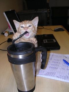 Cutest kitten pic 01