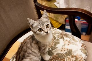 Cutest kitten pic 02