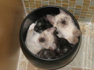 Click on the image to see another cute kitten photo