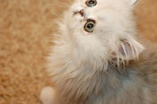 Click on the image to see another cute kitten photo