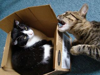 Cutest kitten pic 01