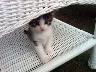 Cutest kitten pic 02