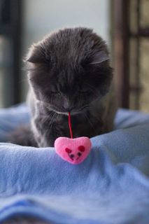 Cutest kitten pic 01