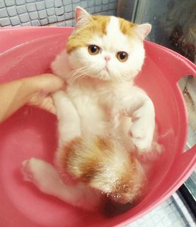 Cutest kitten pic 02