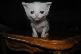 Click on the image to see another cute kitten photo