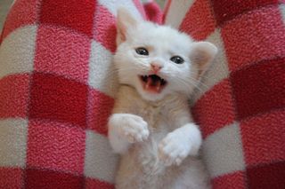 Cutest kitten pic 02