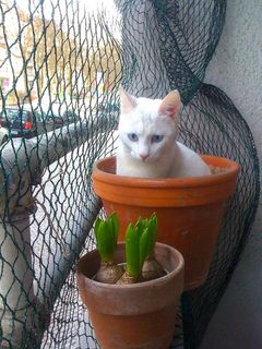 Click on the image to see another cute kitten photo