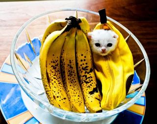 Cutest kitten pic 01