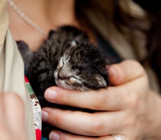 Cutest kitten pic 01